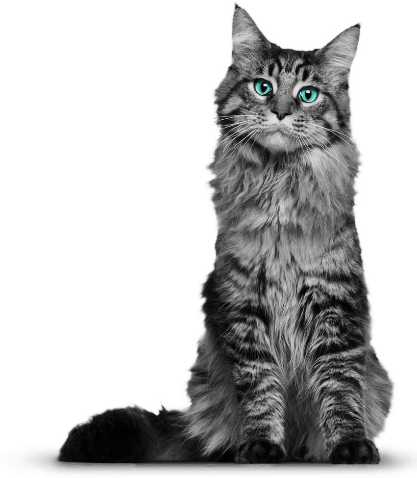 Cat-PNG-Photos