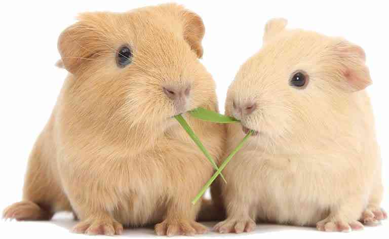 yellow-baby-guinea-pigs-eating-grass2