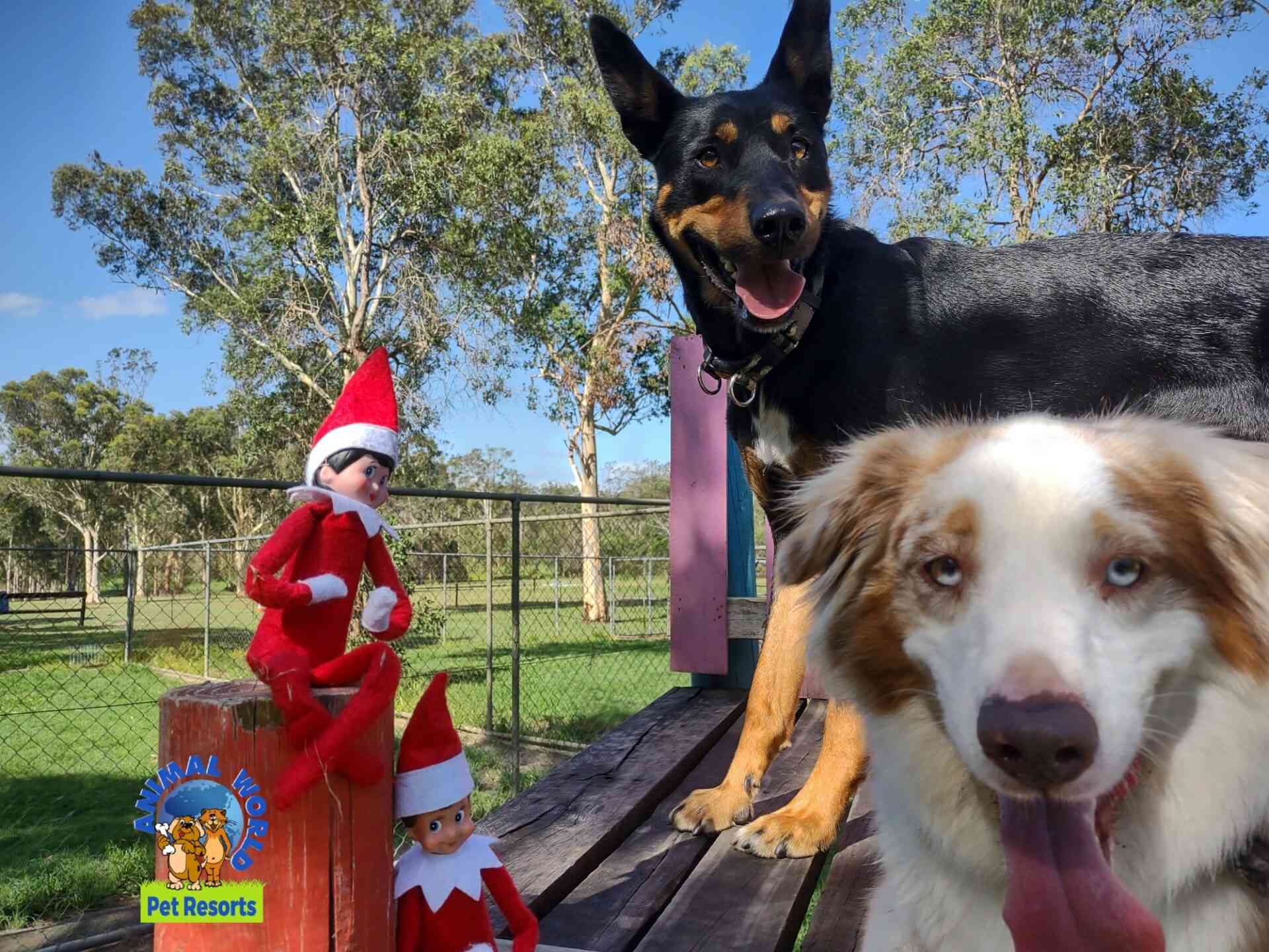 Brisbane Dog Boarding Kennels Animal World Pet Resorts
